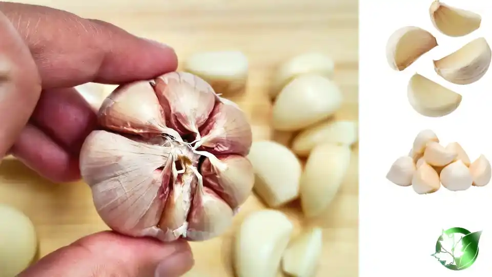 Vendor evaluation for Peeled Garlic should cover specification, packaging, supporting records, logistics, and all-in receiving cost.